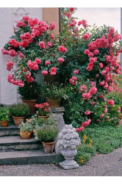 Троянда плетиста Rosarium Uetersen купити